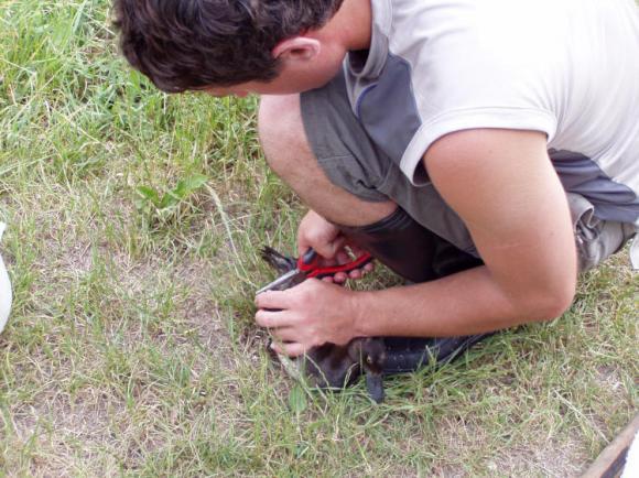 Transfer vodn�ch pt�k� z m�sta pod p�epadem rybn�ka