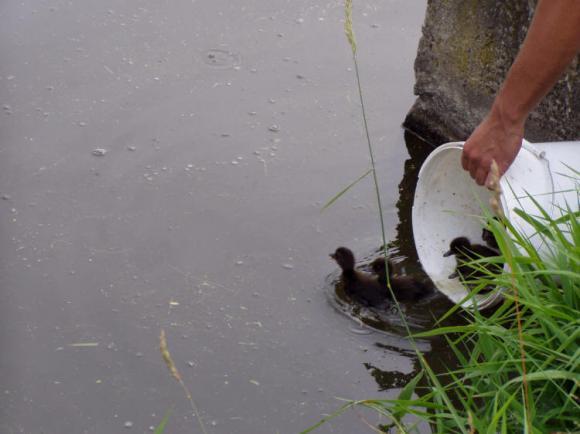 Krou�kov�n� samice pol�ka chochola�ky