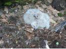 Roztrhaní ježci na hnízdě