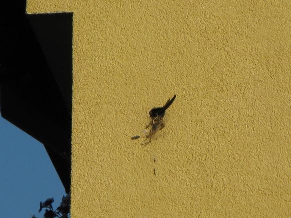 Nepomuk, bytovka U Sokolovny, rorýs hnízdí v díře v polystyrenu pod omítkou - v předchozích sezónách si ji vydlabali brhlíci